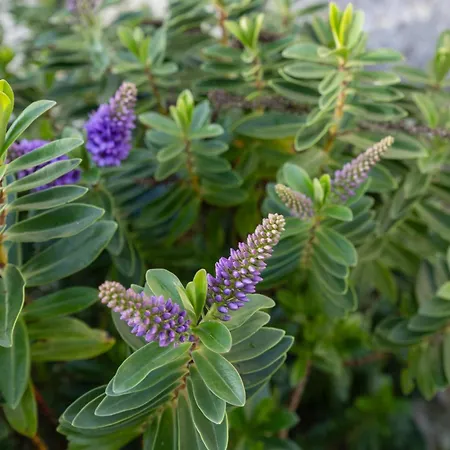 Domaine Ressource Thairé
